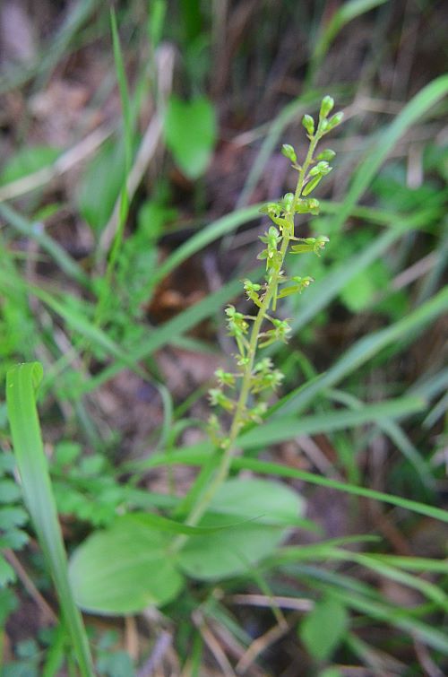 Neottia (Litera) ovata